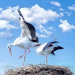 コウノトリとホンワカな昔話