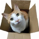 ねこが帰ってこない 行方不明に あなたならどうしますか
