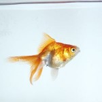 金魚のはなし たったちっぽけな命でも