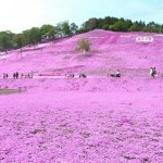 オホーツク海や網走に近い ひがしもこと芝桜公園のピンクの丘