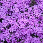 日本一の芝桜の大群落 芝ざくら滝上公園の丘