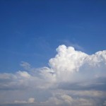 絵になる木が沢山あります 美瑛町の８ヶ所の木