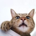 猫の魅力は野生感！人はなぜ猫に魅了されるのか