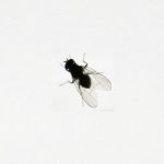 めんつゆホイホイで小さな虫退治