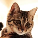 はじめて猫を飼ってみた するとこんなにも可愛いなんて