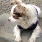 保護犬チワワの「ファーファ」との生活