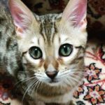 猫が大ッ嫌いになってしまいました