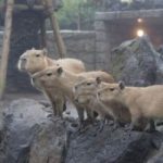 子供と一緒に伊豆シャボテン公園へ行こう！