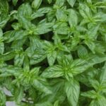 ベランダでハーブを栽培 精油とはまた違った香りです