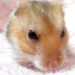 ハムスターとの思い出「２度もごめんなさい！」
