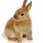 うさぎの「すもも」は私達家族