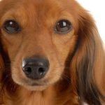 愛犬のミニチュアダックスフンドと暮らしています