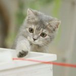 猫グッツ８選 かわいすぎです