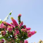 沖縄好きのきっかけは石垣島への新婚旅行でした