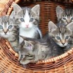 私の猫との出会い そして猫が与えてくれるもの