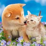 「ワンちゃん･ネコちゃん」 面白ペットグッズ １０選