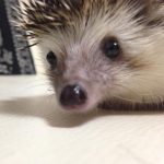 手のひらサイズで可愛い　ペットとしての「ハリネズミ」