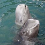 水族館好きにはたまらない！南紀の旅