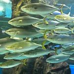 日本最古のアットホームな魚津水族館