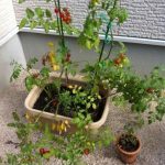 家庭菜園をするための心構えと注意ポイント