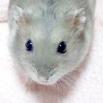 わが家のハムスター日記