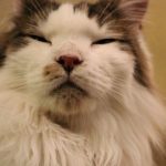 もふもふな癒しの世界を求めて「猫カフェ」へ