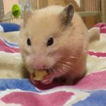 ハムスターで一番可愛くて飼いやすい「キンクマ」とは