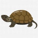 癒されるカメとスローな暮らし