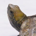 クサガメの一年とスローな魅力