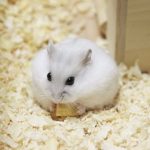 とってもかわいいジャンガリアンハムスター / 日々のお世話は？