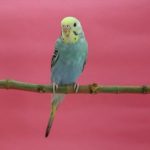 私の愛するセキセイインコ