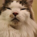 もふもふな癒しの世界を求めて「猫カフェ」へ行ってきました!