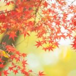 全国の紅葉名所は ”ここ” ２０１７
